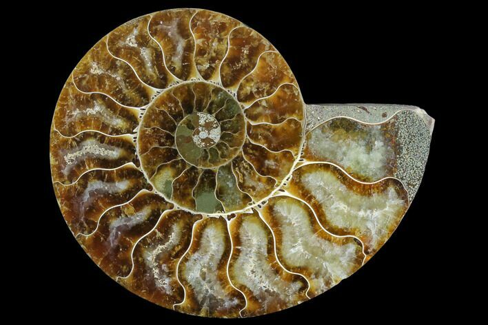 Agatized Ammonite Fossil (Half) - Madagascar #125069